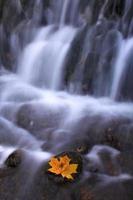 cachoeira na floresta de outono