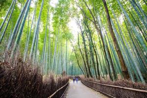 a floresta de bambu de kyoto, japão