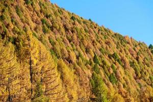 floresta outonal mostra sua cor na montanha dos Alpes italianos foto
