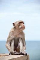 macaco tailandês e o mar