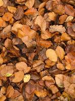 folhas de faia dourada no solo no outono foto