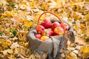 cesta com maçãs nas folhas de outono na floresta foto