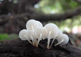 textura da parte inferior dos cogumelos brancos na floresta foto