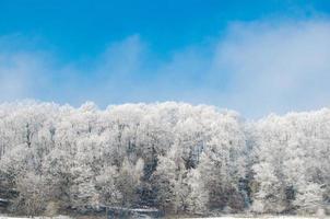 floresta gelada, lindo inverno frio com céu azul claro
