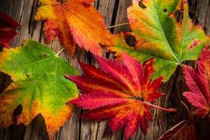 lindo fundo de outono foto
