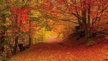 cores do outono foto