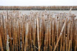 parede de bambu
