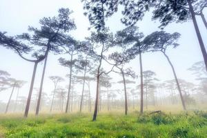 Nevoeiro matinal pinheiro