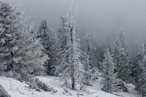 floresta coberta de neve nas encostas da montanha. foto