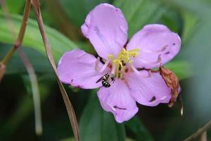 pequena abelha de carpinteiro em uma flor de senduduk foto