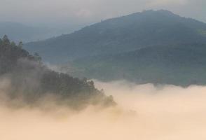 floresta de pinheiros na montanha após chover chiang mai tailândia foto