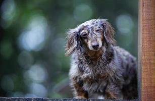 Dapple dachshund em deck de madeira foto
