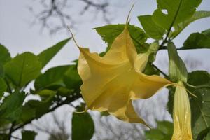 flor de trombeta de anjo amarelo incrivelmente bonita florescendo foto
