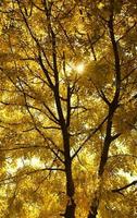 árvore amarela foto