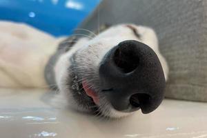 boop de nariz de cão galgo. close-up de um nariz de cachorro galgo, foto de cachorro fofo. conceito de quarentena de vida animal de cuidados com animais de estimação