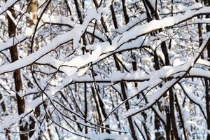 galhos de árvores cobertos de neve na floresta no inverno foto