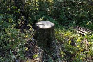 toco de árvore de aspen na floresta. desmatamento. foto