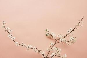 galho de árvore florescendo no fundo rosa foto