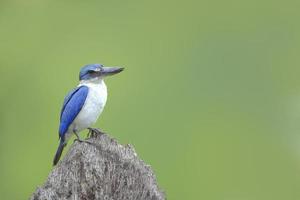 martim-pescador de colarinho. lindo pássaro azul empoleirado no tronco