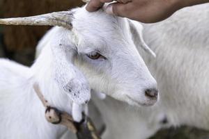 jovem cabra com chifres em uma fazenda foto