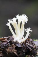fungo de coral branco ou fungo de coral com crista foto