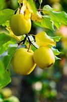 maçãs frescas do pomar. colheita de maçã pronta para ser colhida no pomar na república da moldávia. foto