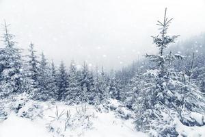 floresta nevoenta de árvore spruce coberta pela neve na paisagem de inverno. foto