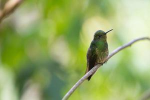 colibri colombia