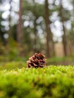 pinha deitada sobre musgo em uma floresta durante o outono