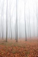 nevoeiro de outono