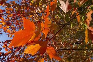 folhas de bordo de outono