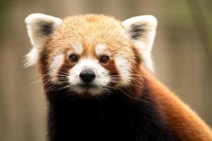 panda vermelho (ailurus fulgens) foto