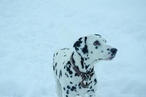 cão dálmata branco em manchas pretas no inverno na neve branca foto