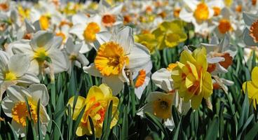 bandeira de flores da primavera. narcisos floridos amarelos e brancos no campo de narciso. pétalas amarelas e folhas verdes de flores desabrochando. cartão de felicitações, cartão de dia das mães, dia da mulher, aniversário, páscoa. foto