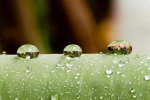 contas de água e gotas de água se estabeleceram em folhas verdes com pele branca na superfície da folha. foto