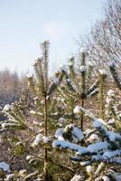 árvores de inverno cobertas de neve no frio foto