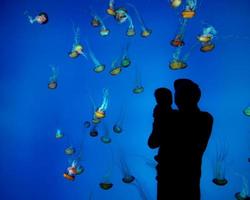 homem com bebê vendo água-viva