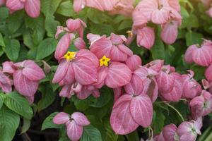 mussaenda philippica, dona luz ou dona rainha sirikit florescem com a luz do sol no jardim. foto