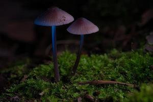 dois cogumelos pequenos de filigrana em musgo com ponto de luz na floresta. chão da floresta foto