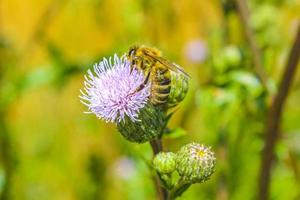 abelhas zangões e vespas voam em flores de flores rosa roxas. foto