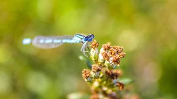 linda libélula azul sentado na planta flor Alemanha. foto