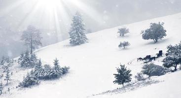 paisagem bonita do inverno com árvores cobertas de neve
