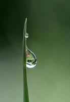 gotas de água matinal nas folhas da grama foto