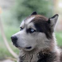 orgulhoso cão husky jovem bonito com cabeça no perfil sentado no jardim foto