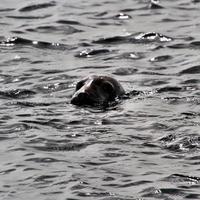 uma visão de uma foca ao largo da costa da ilha de homem foto