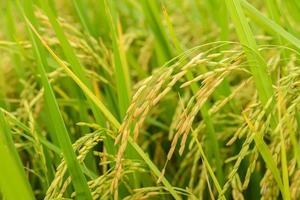 campos de arroz verde em casca na Tailândia.