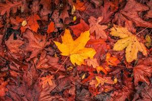 bordo de outono em cores quentes foto