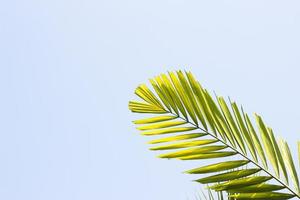 planta tropical folha de samambaia sebe ramos de bambu em background branco