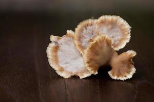 boleto de cogumelo sobre fundo de madeira. foto