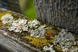 líquenes multicoloridos em uma velha tábua de madeira close-up. fundo natural foto